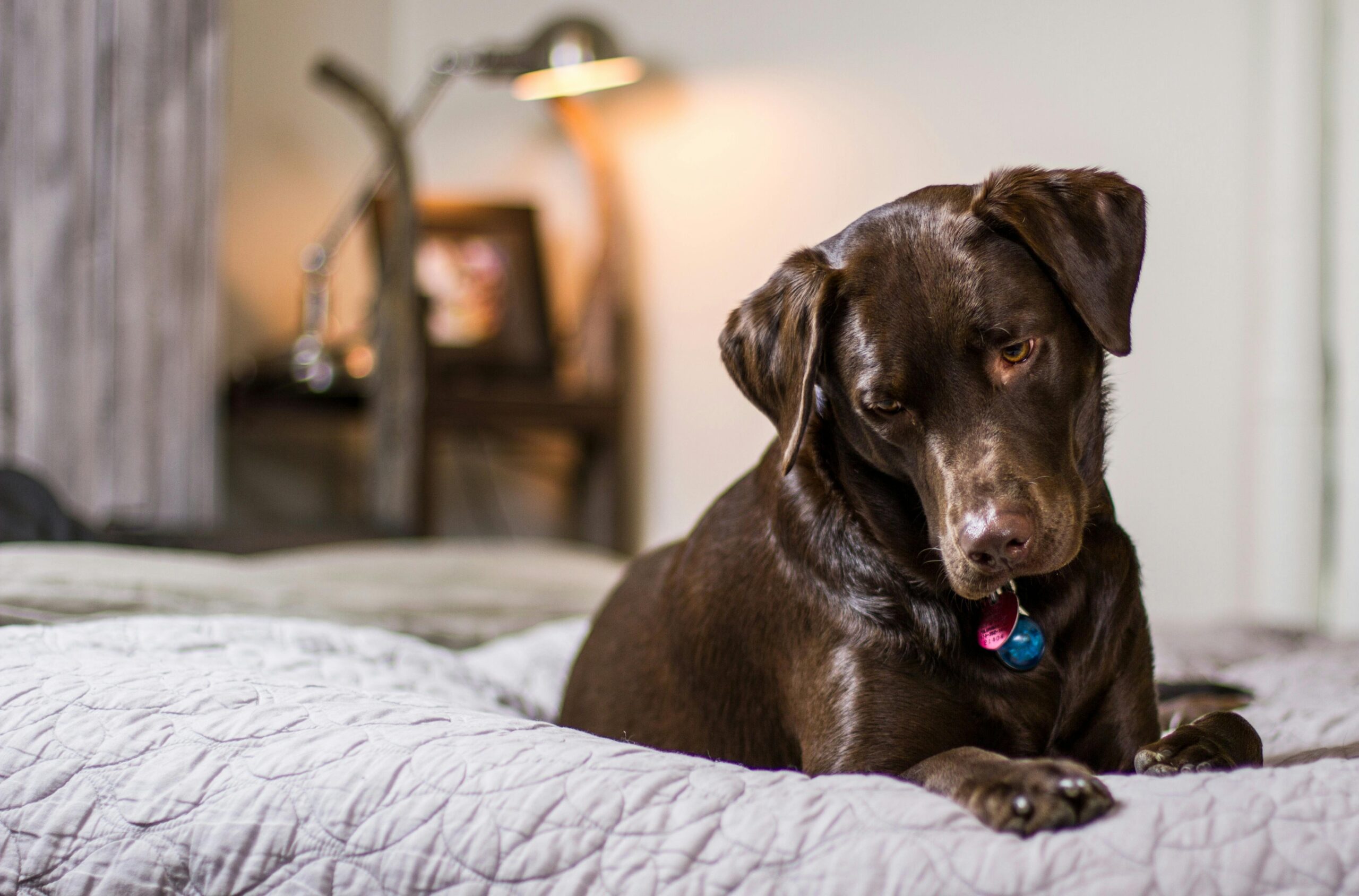 🐾 Buddy’s Battle With Allergies (and the Toy That Saved Our Sanity)