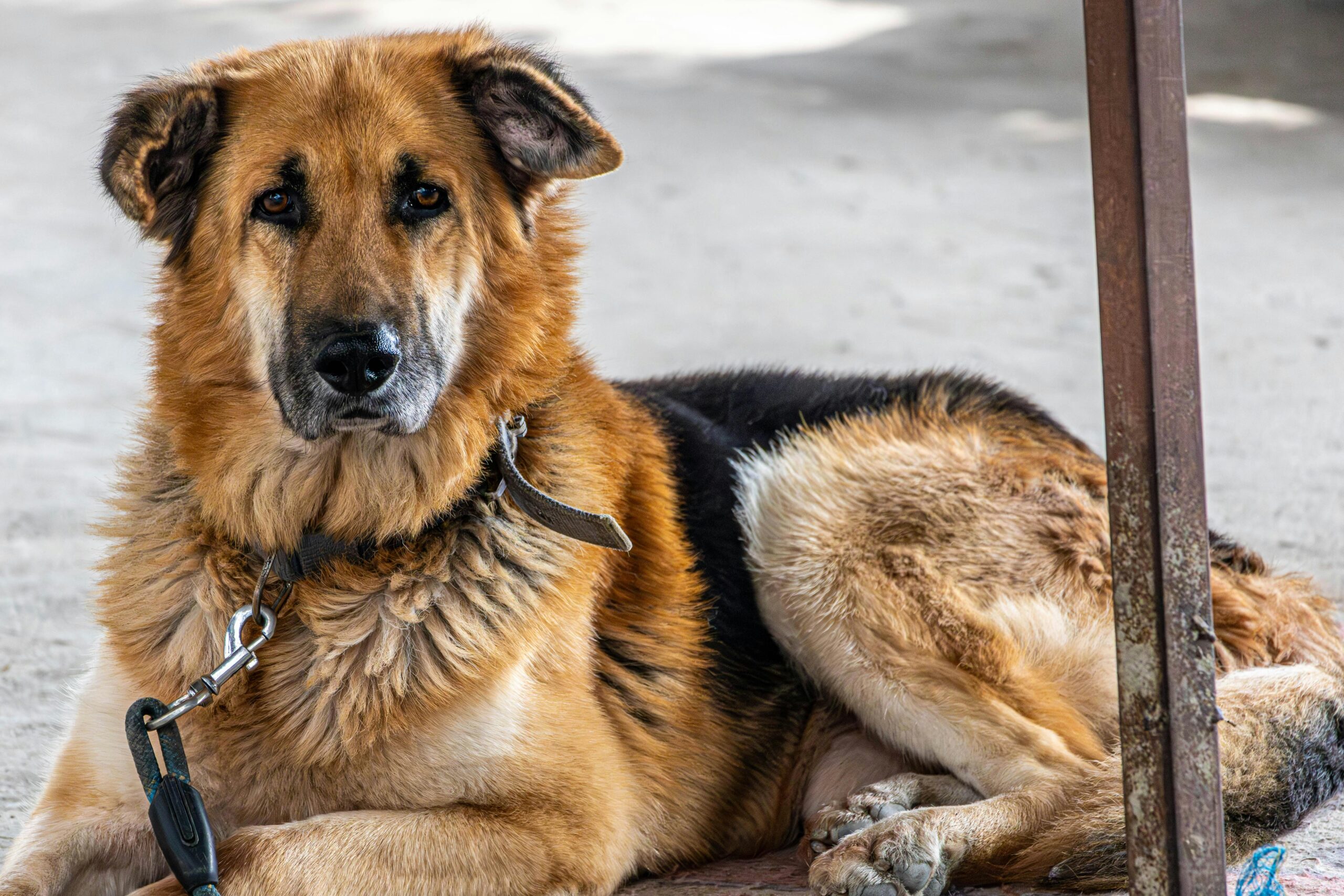 The Day My Dog Became a Hero