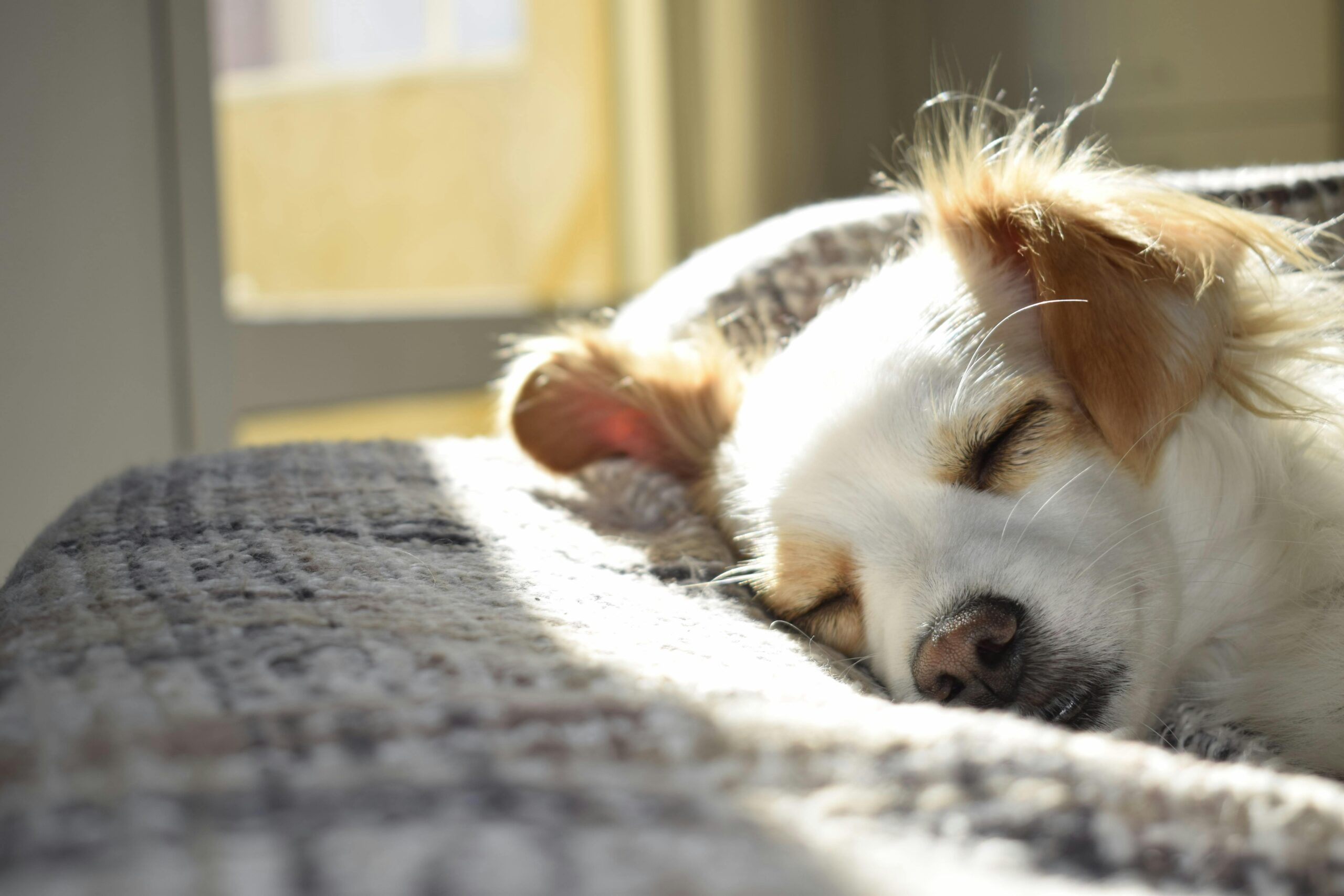 From Couch Potato to Agility Star