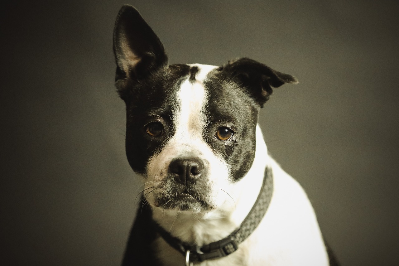 đ¶ Vet-Approved Tips to Calm an Anxious Dog Without Medication (2025)