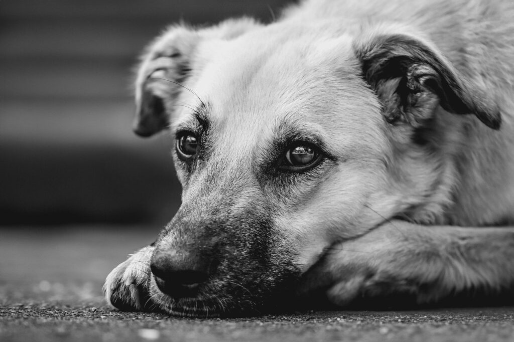 dog, domestic animal, nature, pet, mammal, snout, outdoors, wildlife, animal, attentive, mixed breed dog