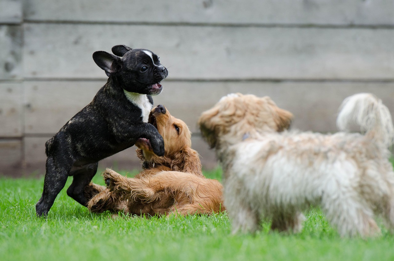 Which Dog Breed Matches Your Personality? (Take the Quiz!)