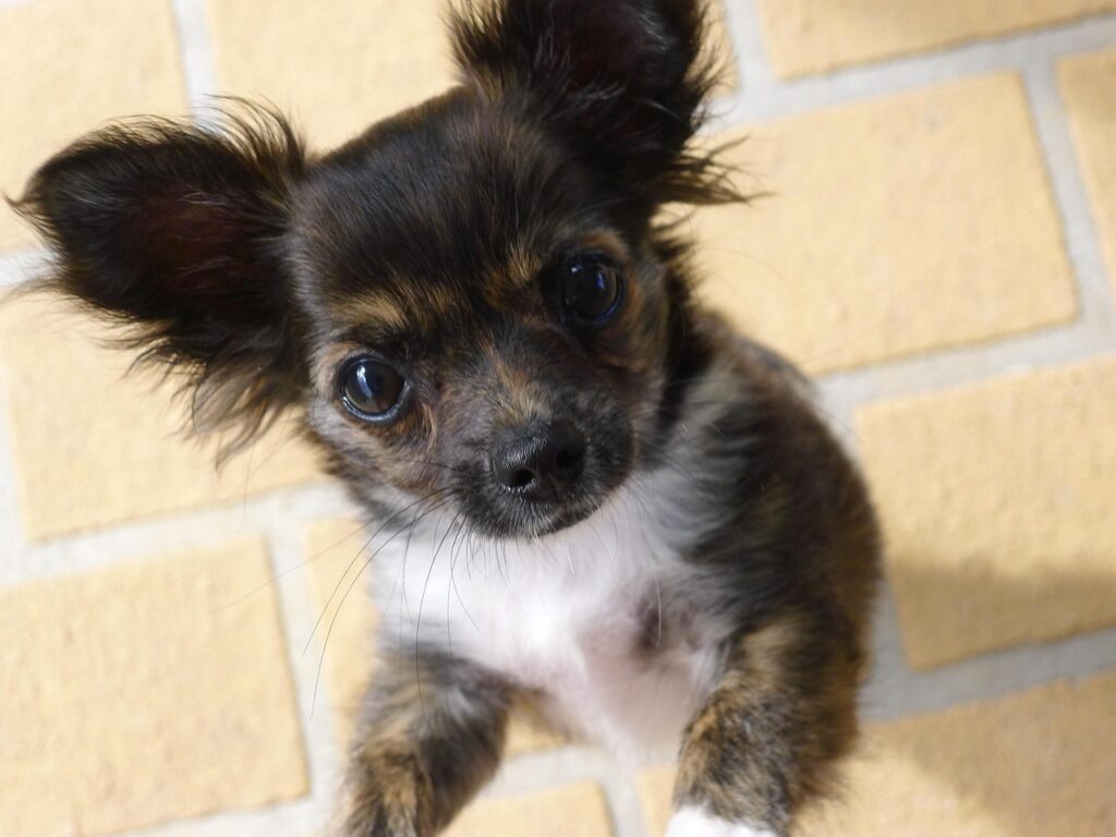 chihuahua, long-haired chihuahua, puppy, cute, purebred, pup, pedigreed, adorable, playful, chihuahua, chihuahua, chihuahua, chihuahua, chihuahua, puppy, puppy, pup, pup, pup