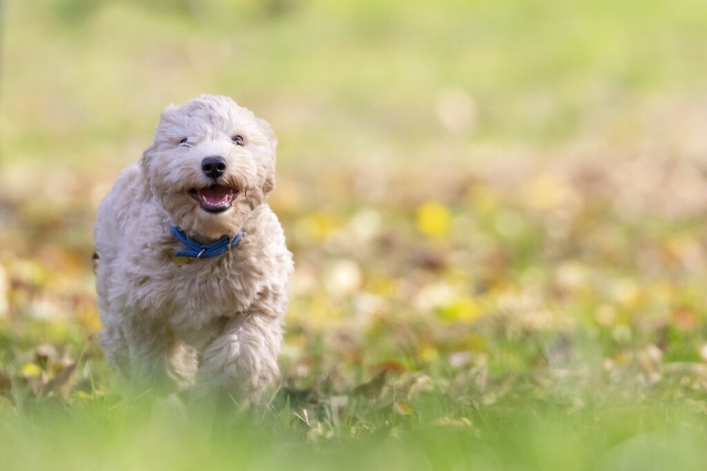 dog, puppy, pet, bichon frise, animal, pup, young dog, nature, toy dog, doggy, domestic dog, canine, mammal, cute, adorable, furry, portrait, park, outdoors