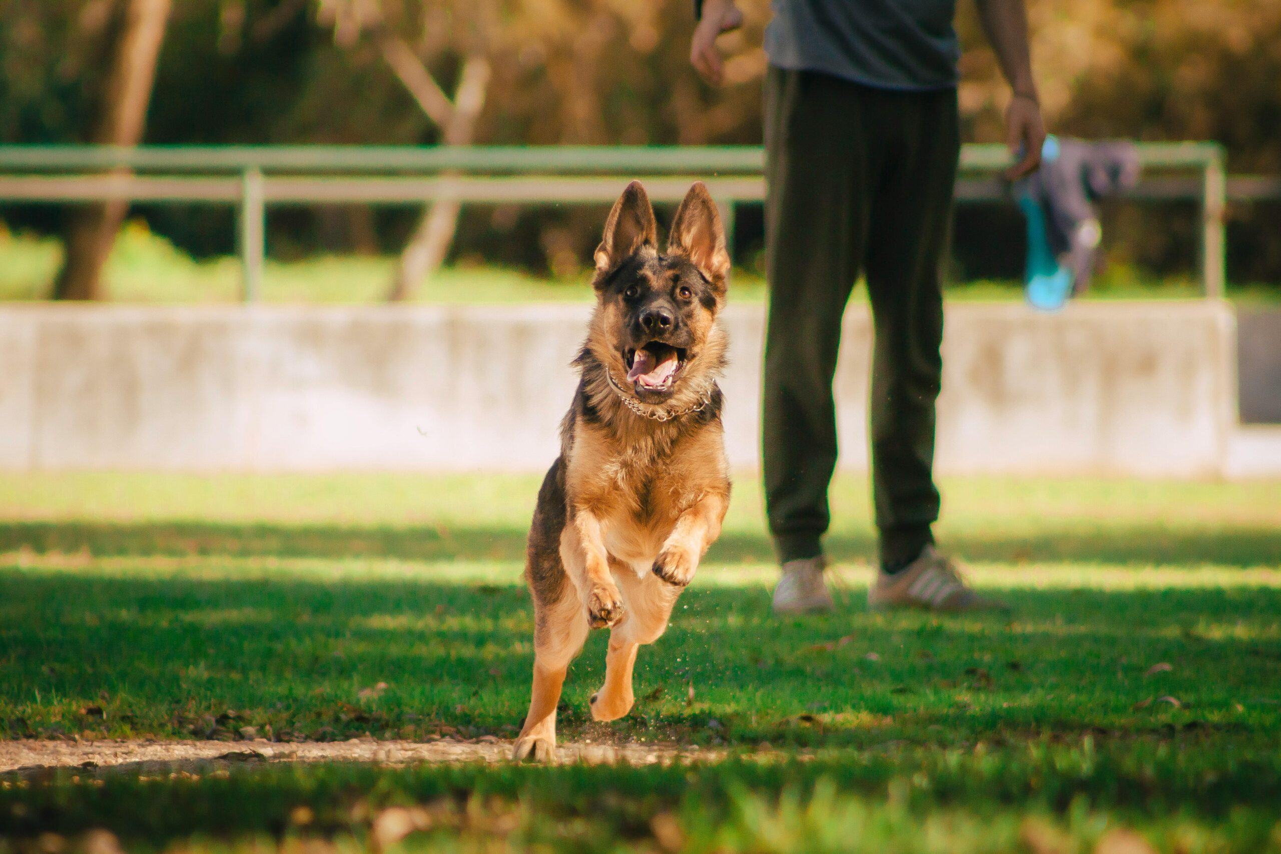 The Best Dog Foods for Active Breeds Like Huskies, Border Collies, and Shepherds