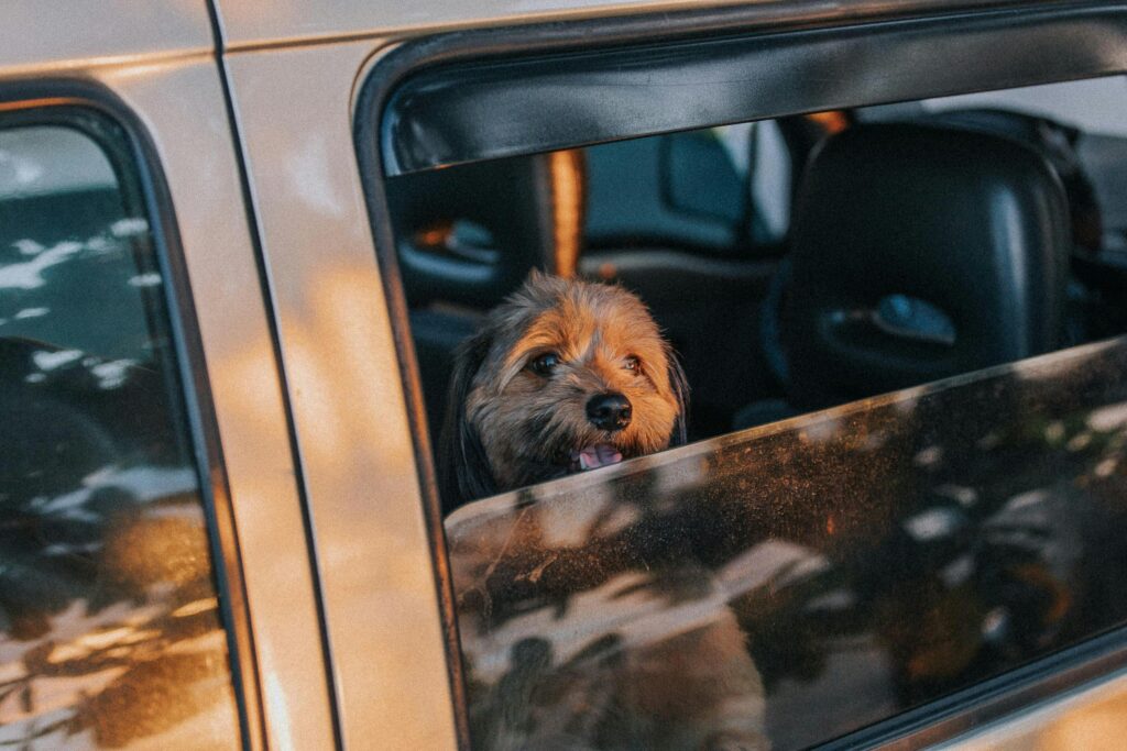 Cute dog looks out car window, enjoying a sunny day trip.