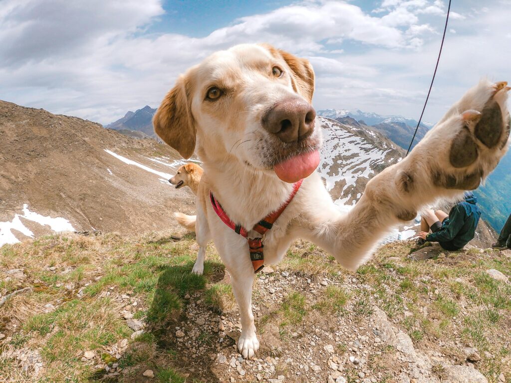 Cute dog poses with paw raised on a scenic mountain hike with snow-capped peaks.