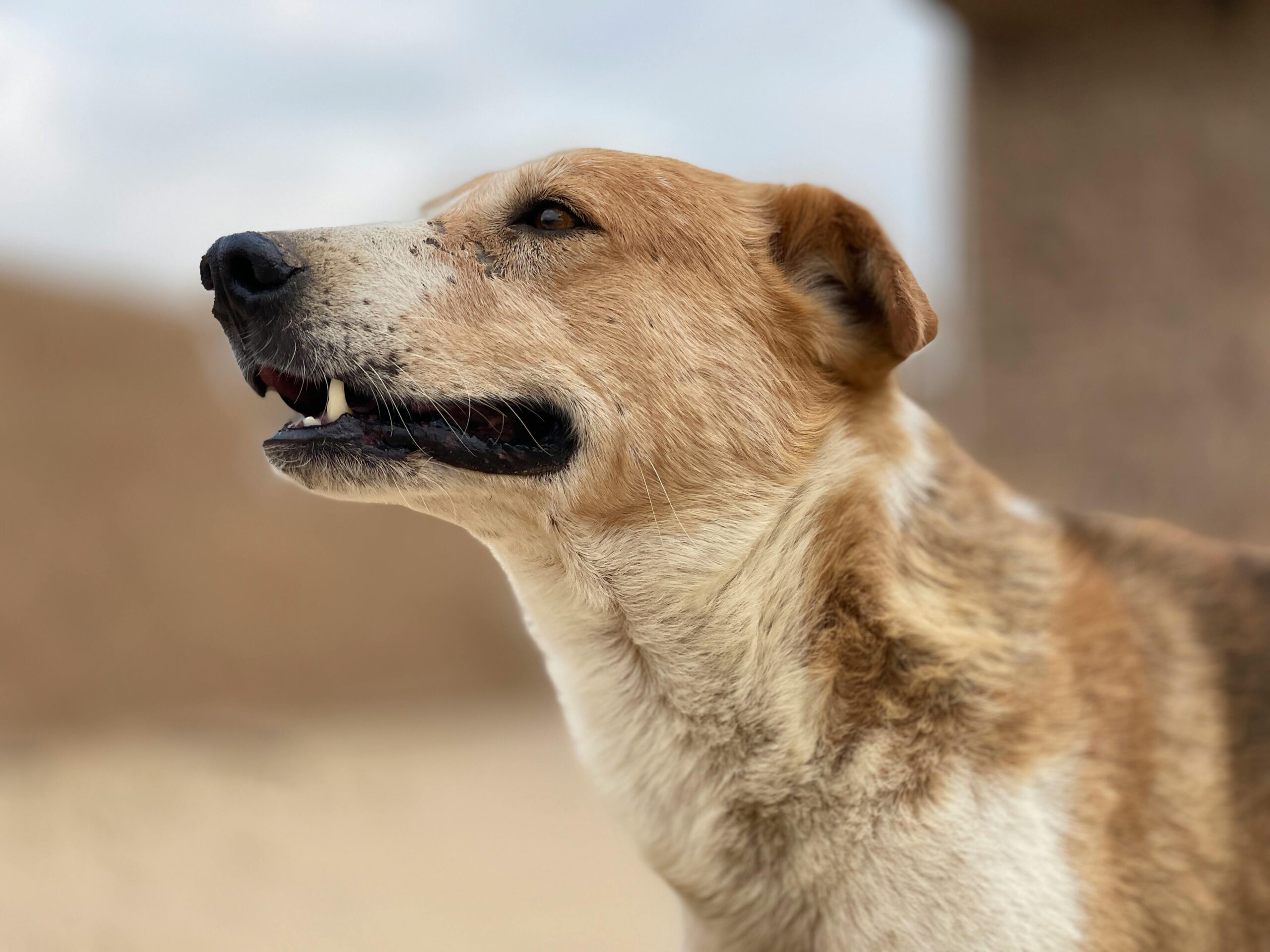 🦷 Top 10 Dog Dental Chews That Actually Work (2025 Edition)