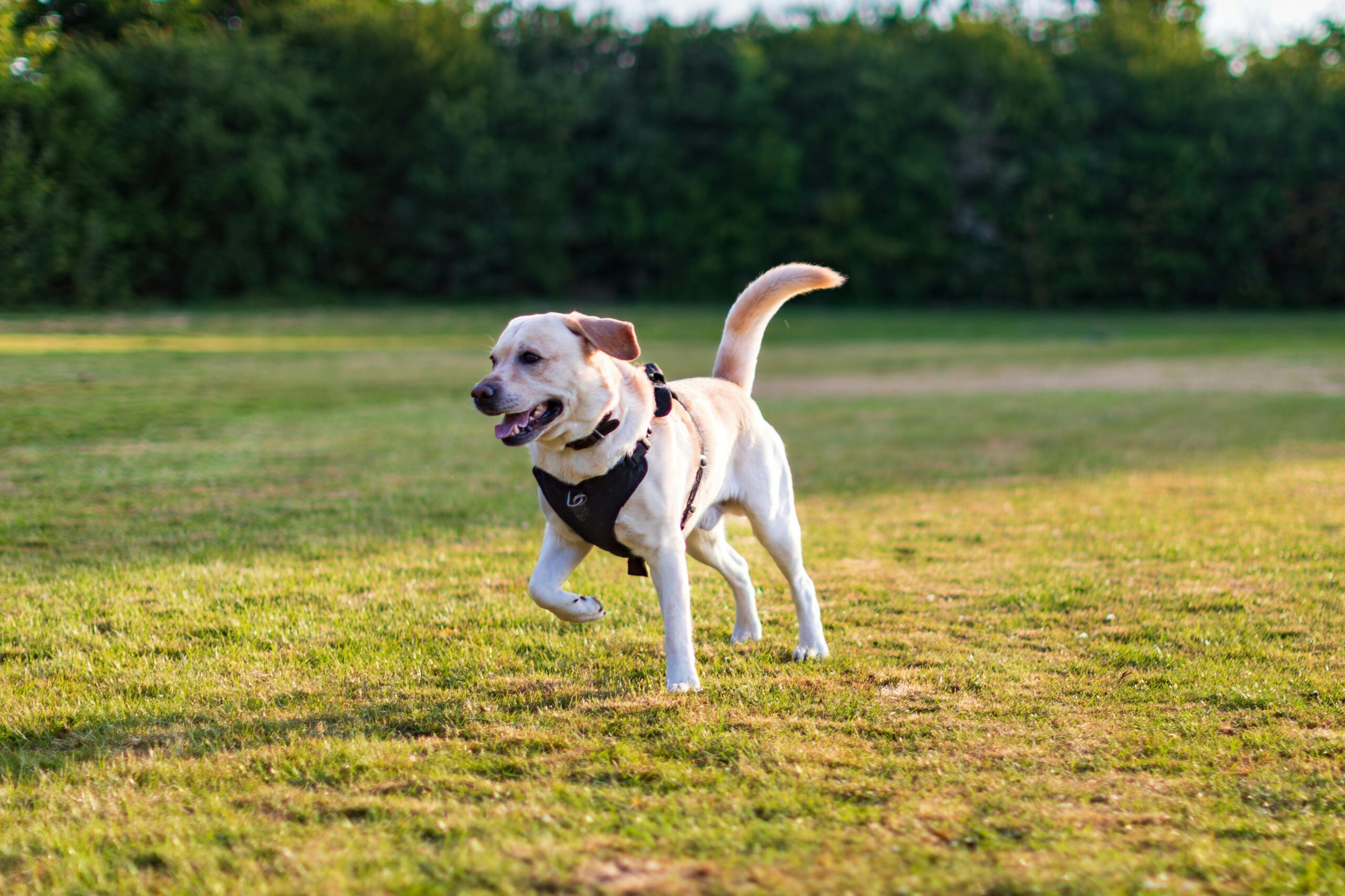 🧬 Embark vs Wisdom Panel: Which Dog DNA Kit is Better? (2025 Guide)
