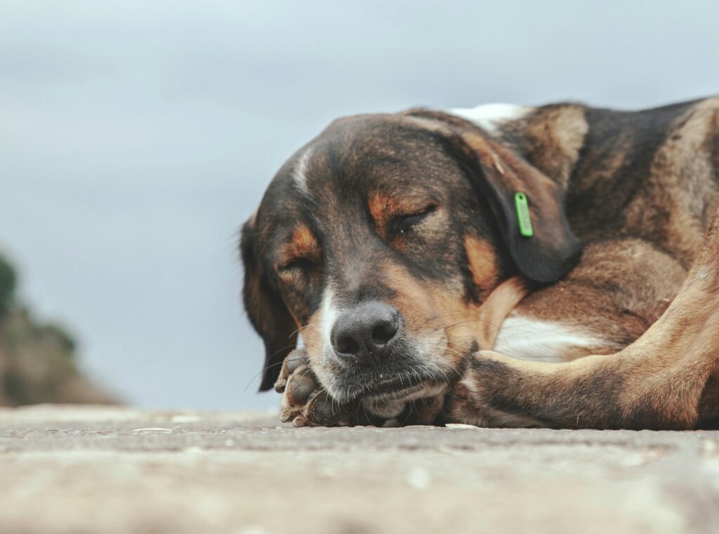 A tranquil brown dog sleeping peacefully outdoors in Alanya, Turkey.