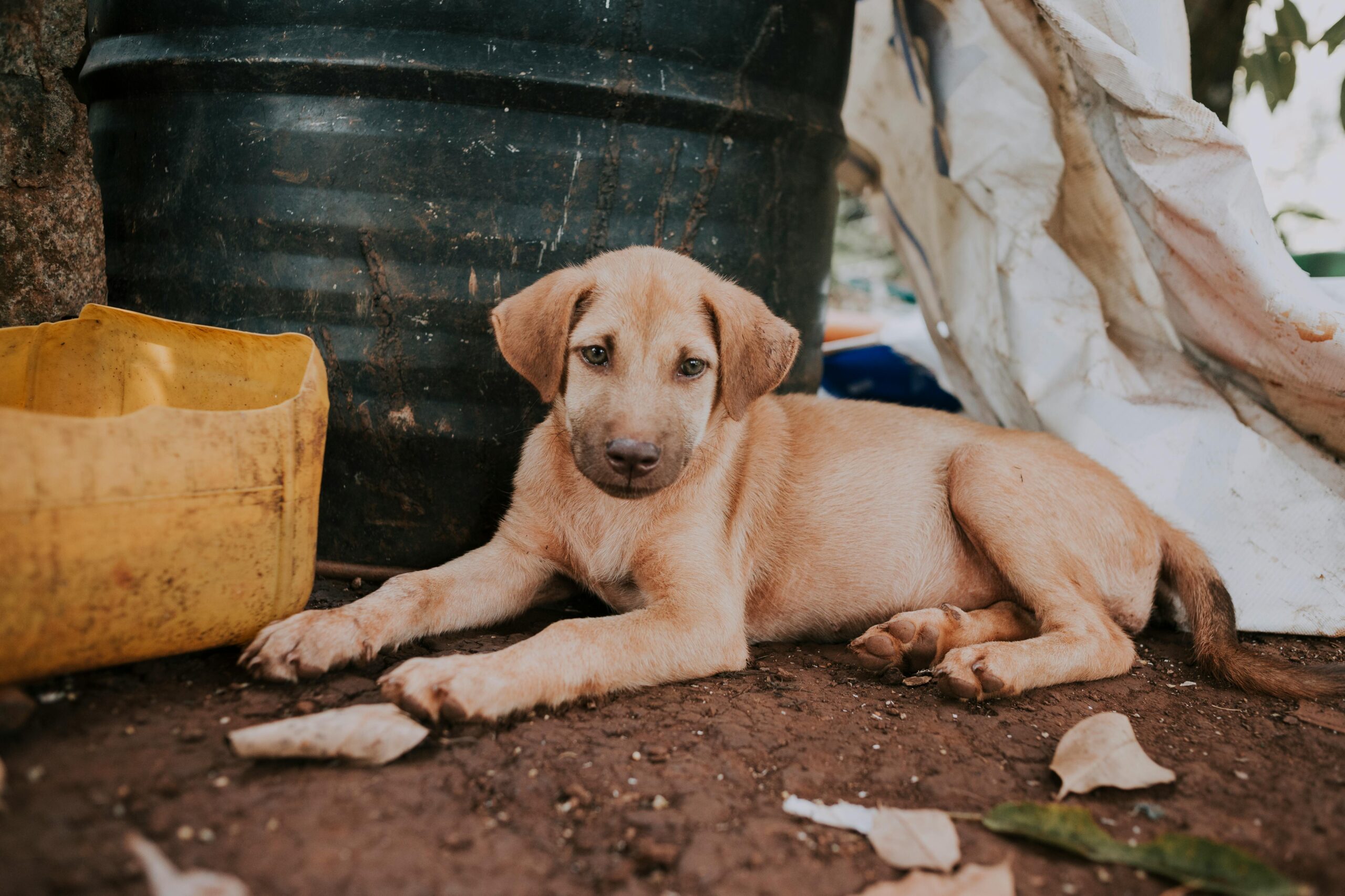🐾 Can Dogs Have Down Syndrome? Understanding Special Needs in Dogs