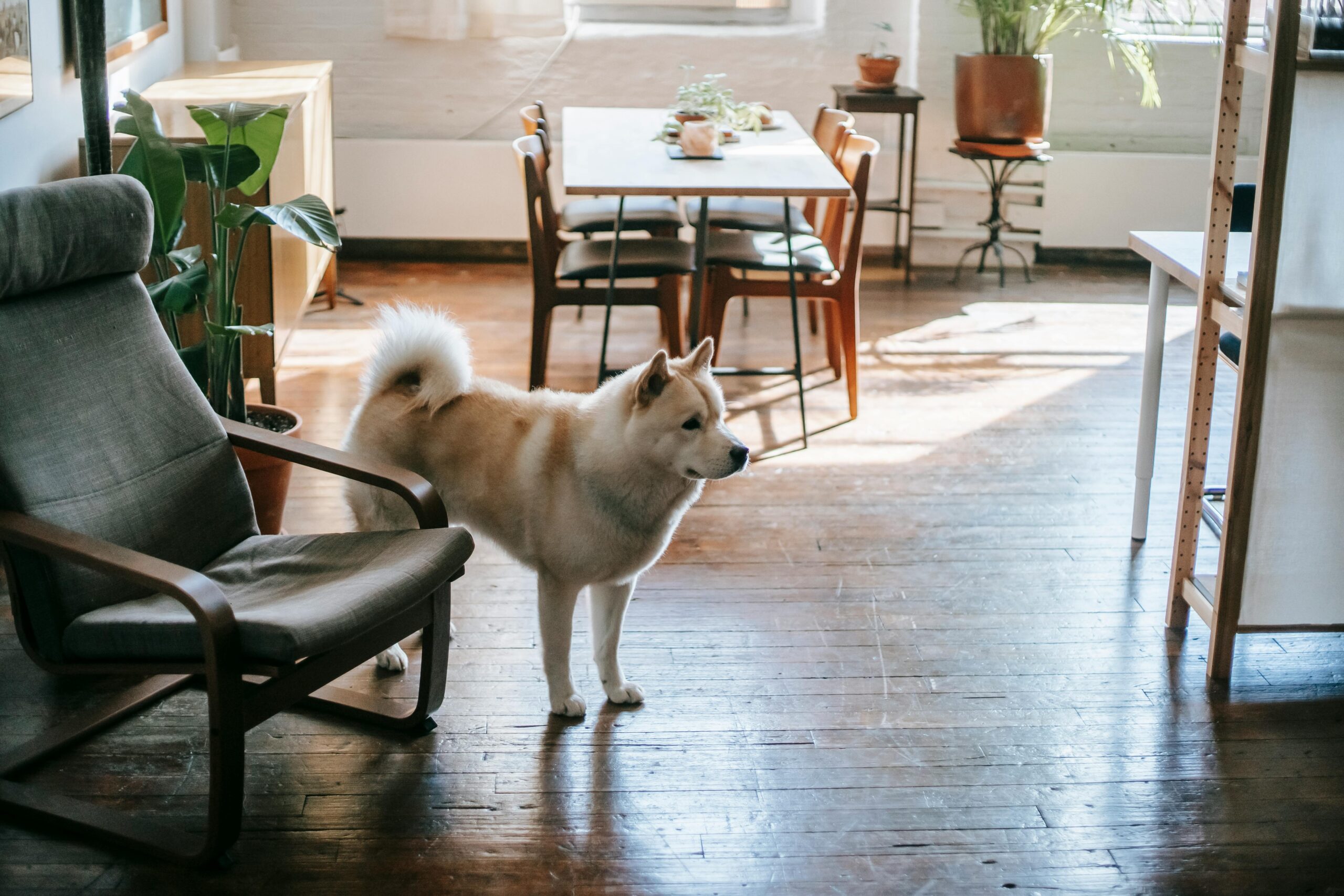 ๐ช๐ถ The Dog Who Waited at the Window