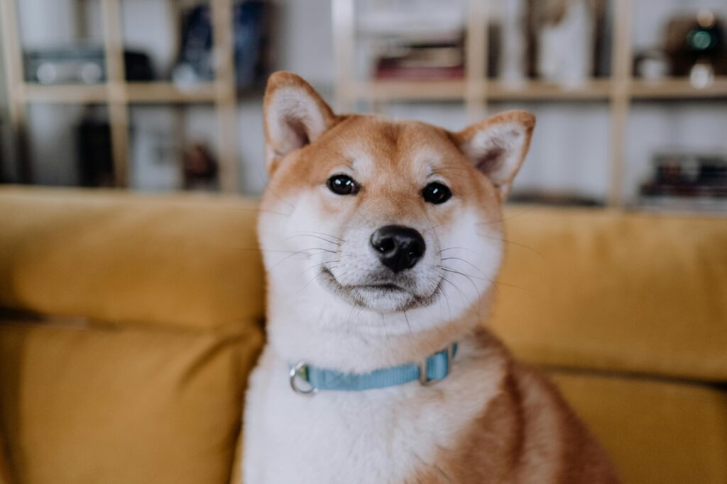 Cute Shiba Inu dog with a blue collar posing indoors, captured with selective focus.