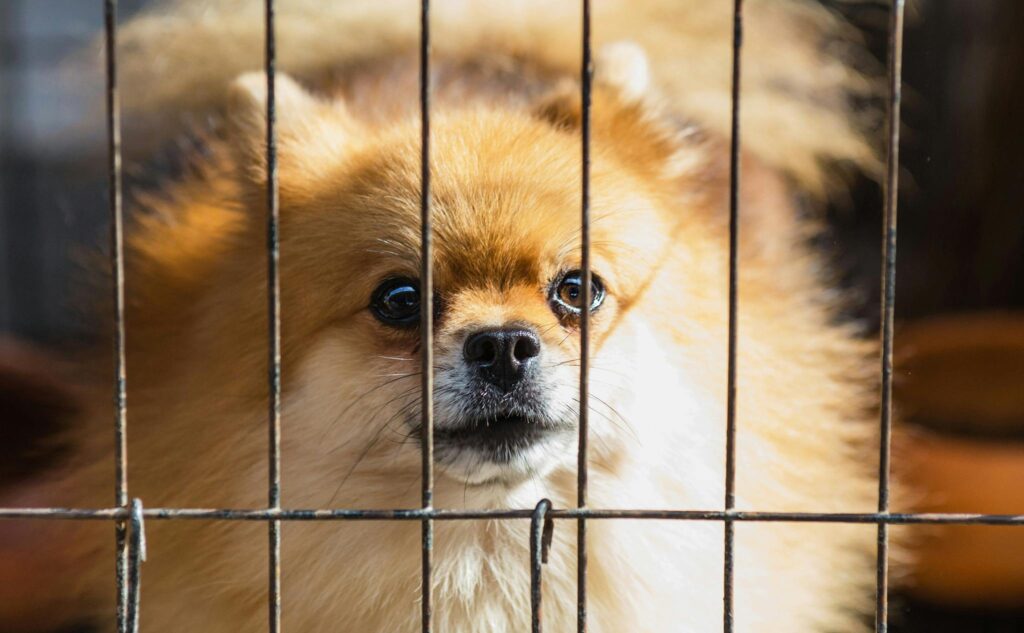 Adorable close-up of a fluffy Pomeranian puppy looking through bars of a cage.