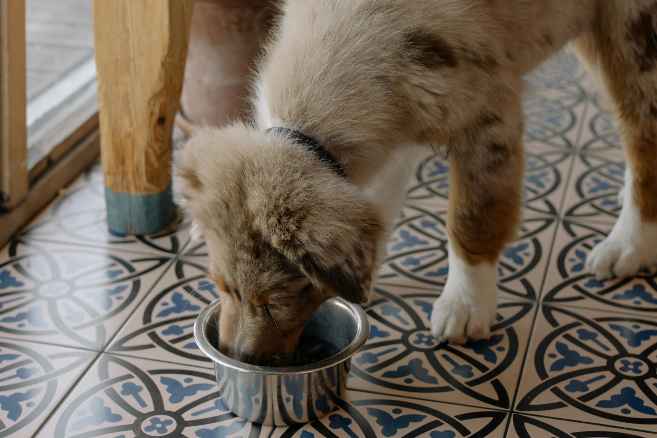 How to Transition Your Dog to a New Food Without Upsetting Their Stomach