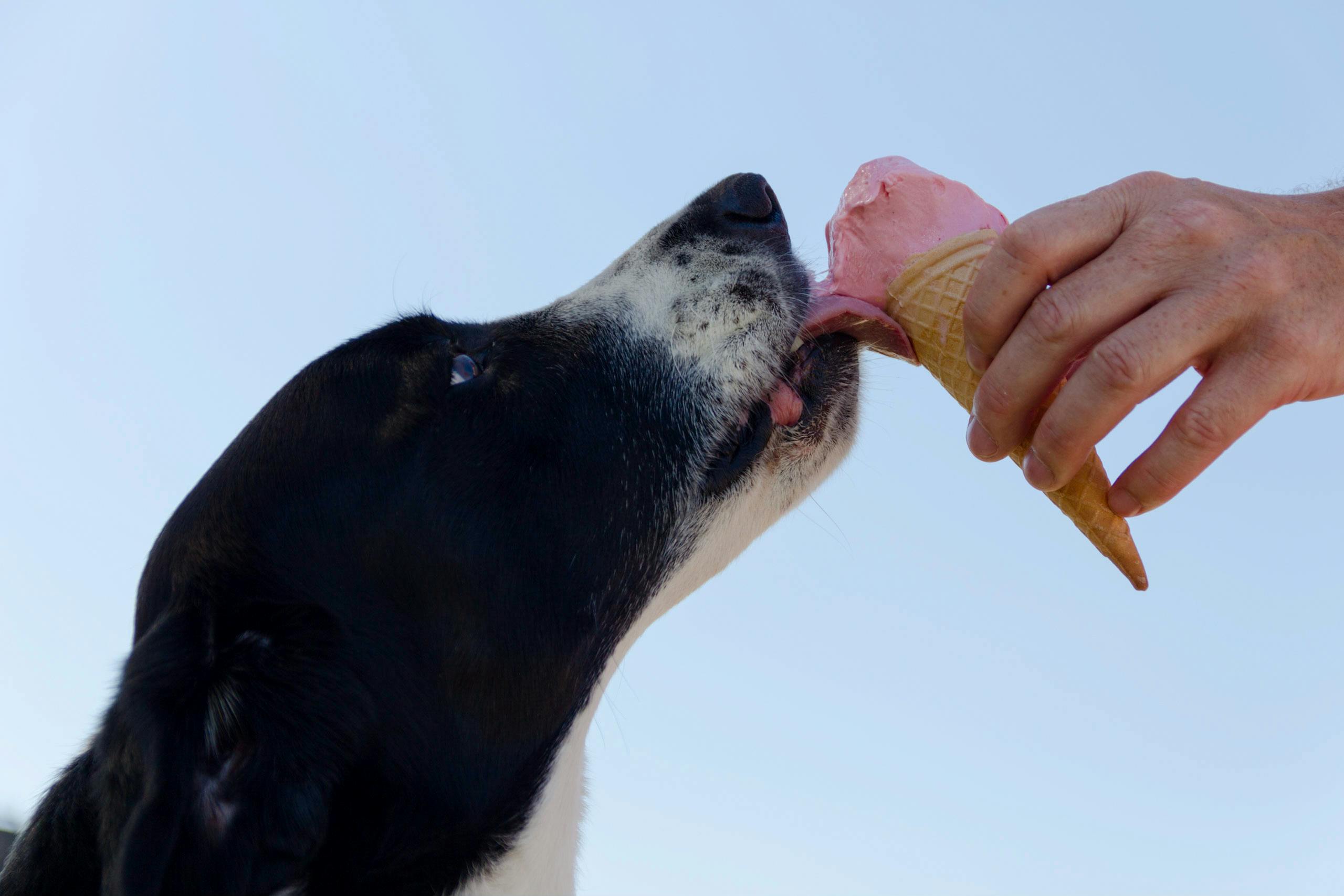 Can Dogs Eat Human Food? What’s Safe and What’s Not