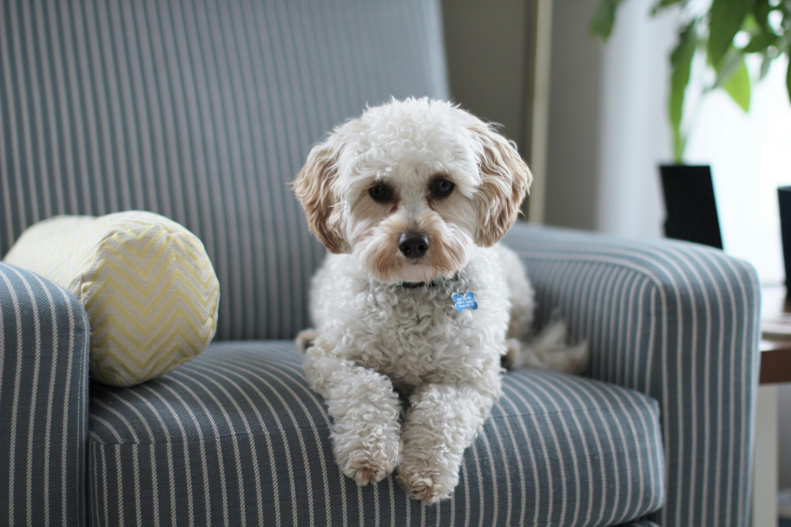 🐶 Best Dog Breeds for First-Time Pet Owners (Small, Medium & Large)