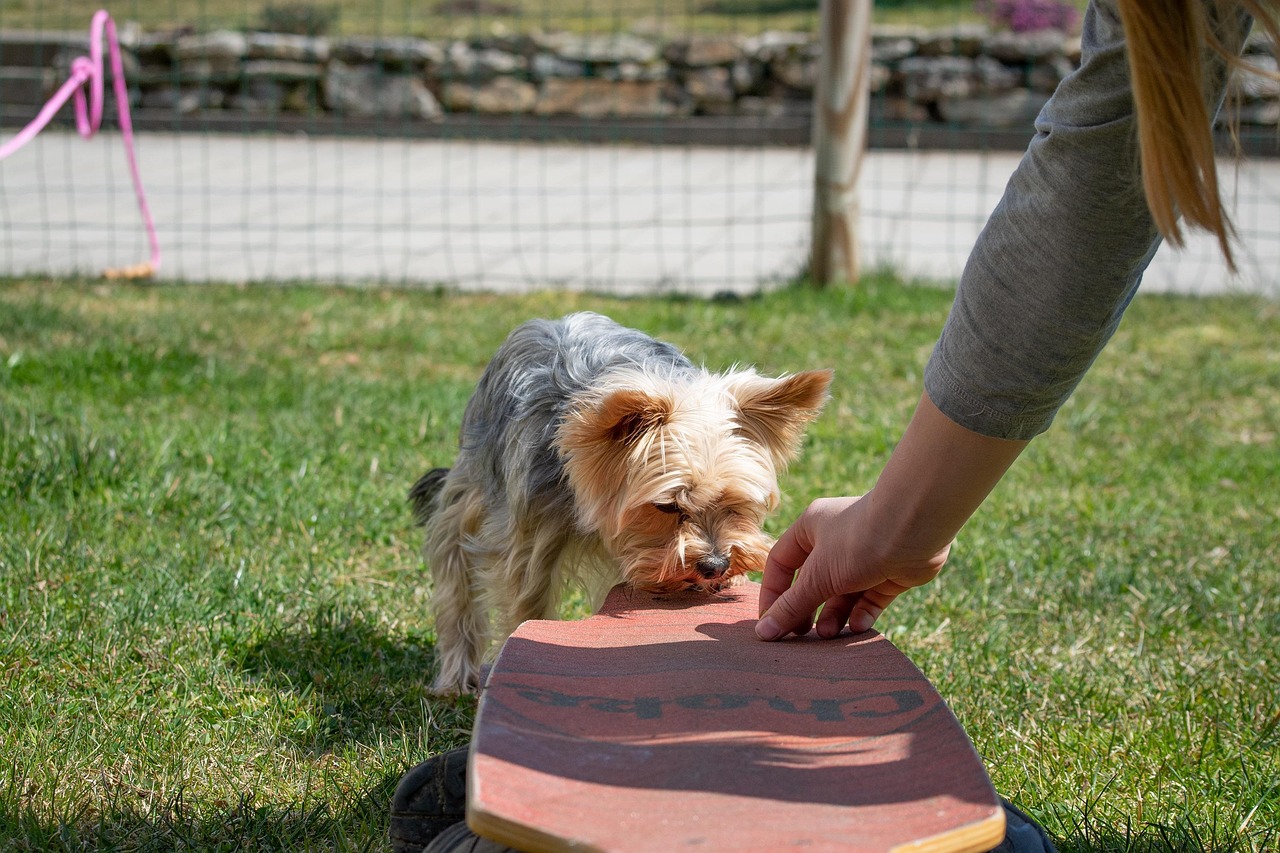 š¶ How to Choose the Best Dog Trainer Near You (Complete Guide for Pet Parents)