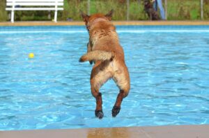 dog, outdoor pool, dog in the water, dog in the pool, nature, animal, pet, summer, malinois, belgian shepherd dog, jump into the water, swim, rude, water, leap, toy, motion recording