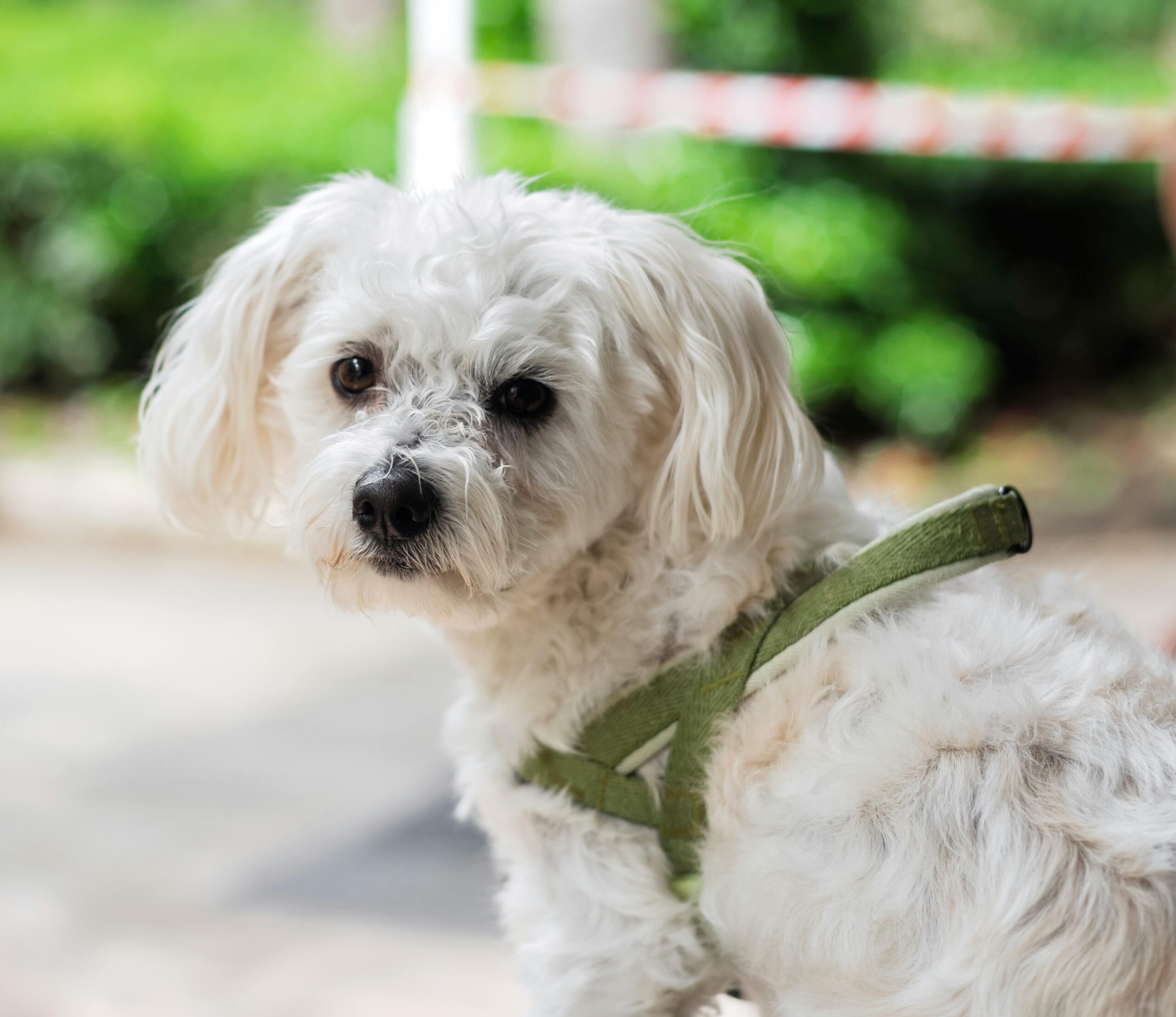 š¶ Simparica Trio vs NexGard vs Bravecto: Which Is Best for Your Dog?