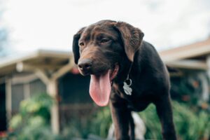 A chocolate Labrador Retriever sticks its tongue out while standing outdoors on a sunny day.