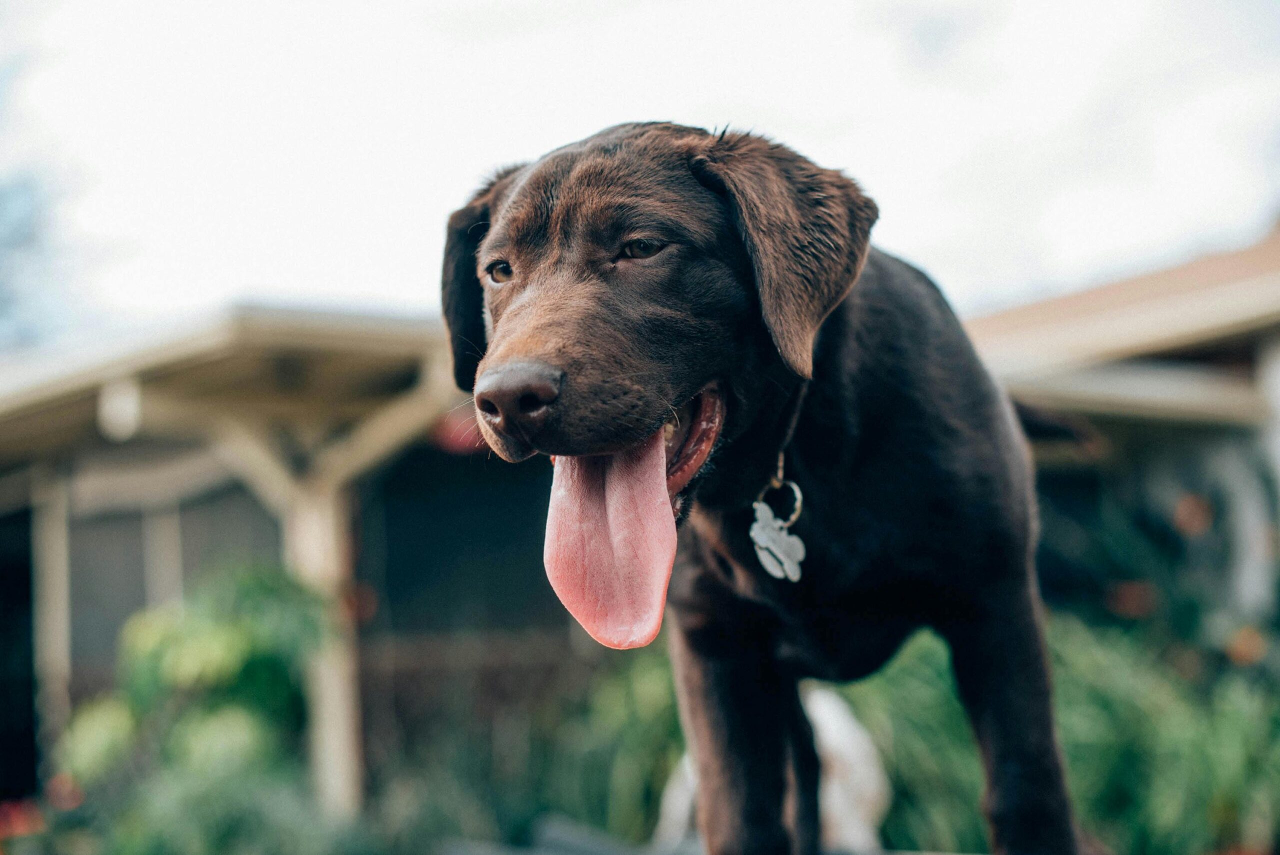 Signs of Heatstroke in Dogs & What to Do Immediately