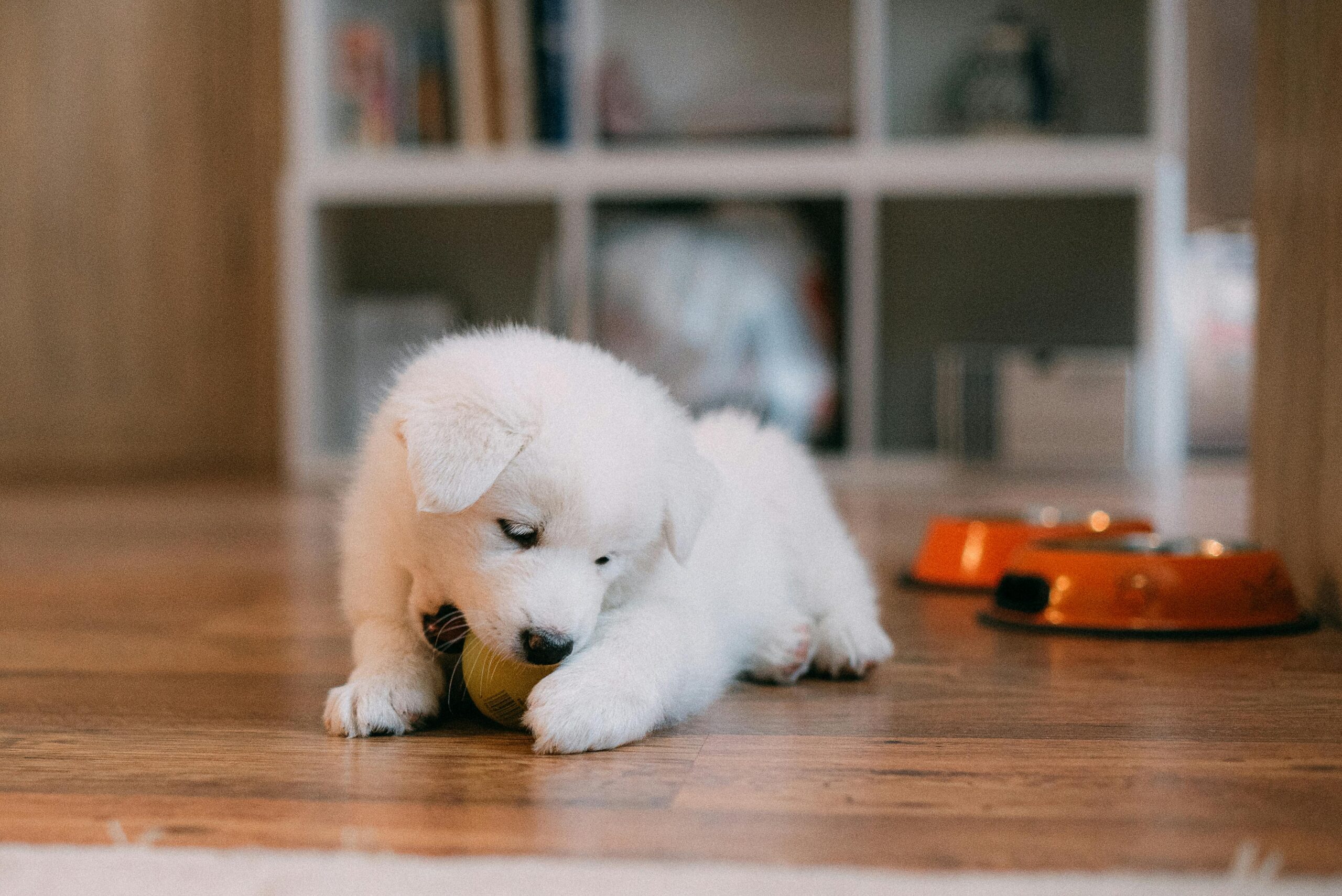 The Squeaky One