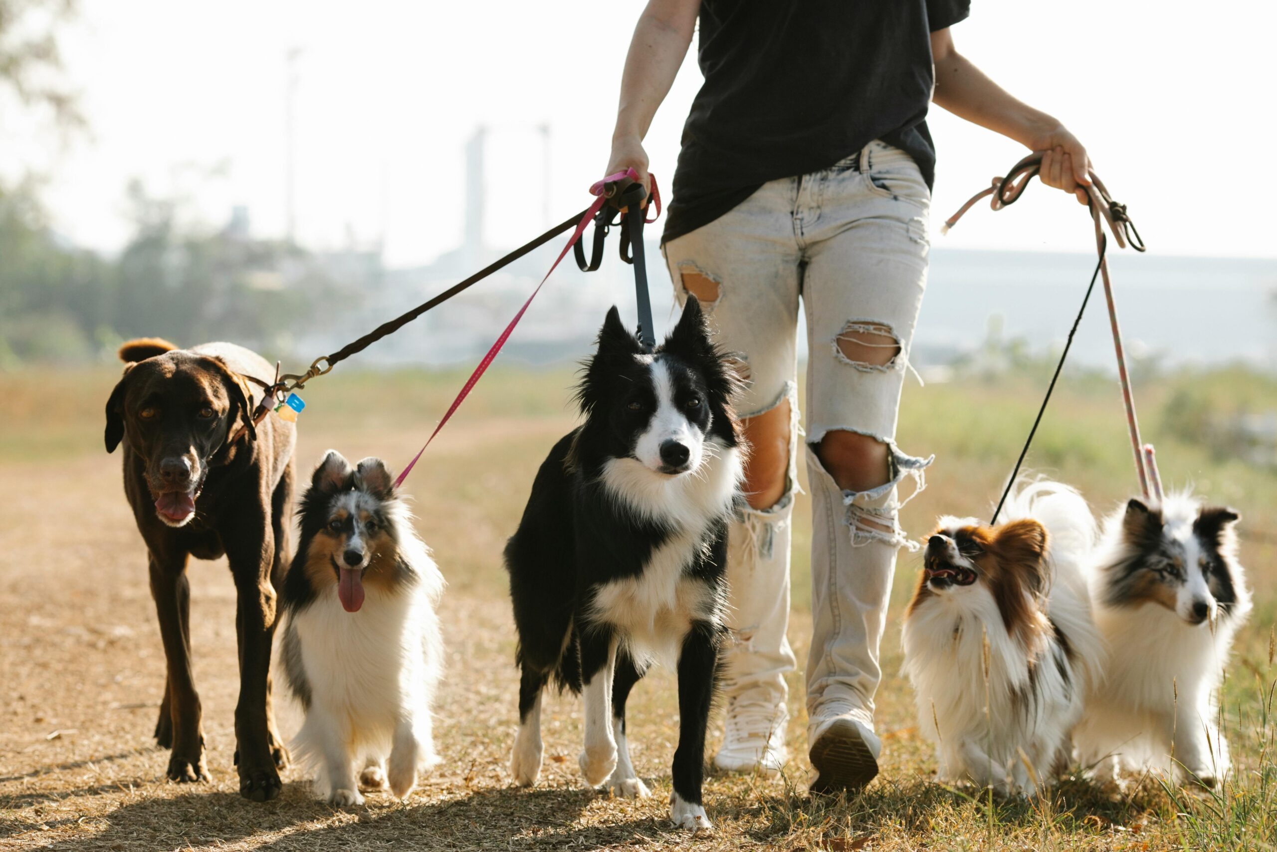 The Most Intelligent Dog Breeds Ranked (and How to Challenge Them)