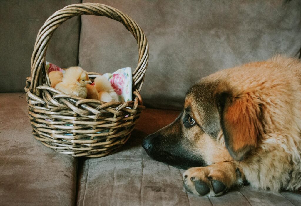 A curious dog observing fluffy yellow chicks nestled in a wicker basket on a sofa.