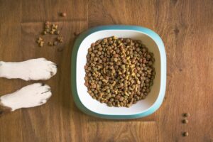 dog food, dog bowl, dog kibble, dry dog food, animal, paws, dog paws, dog food bowl, grain free dog food, dog treat, pet food, dog, pet, dog eating, dog feeding, dog stay, dog training, brown eating