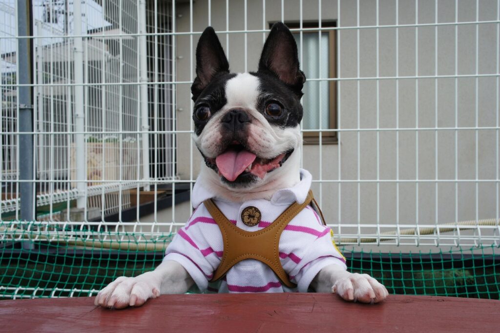 boston terrier, pets, dog, dog run, small dog, indoor dog, dog smile, good feeling, smile, boston terrier, boston terrier, boston terrier, boston terrier, boston terrier