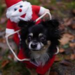 chihuahua, dog, christmas costume, pet, animal, small dog, canine, mammal, santa claus, nature, christmas, cute, closeup