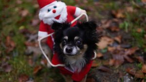 chihuahua, dog, christmas costume, pet, animal, small dog, canine, mammal, santa claus, nature, christmas, cute, closeup