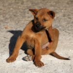 dog, flea, scratch, pet, animal, young