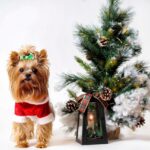 dog, puppy, canine, nature, pet, domestic, santa claus, costume, tree, snow, lantern, ornaments, animal, christmas