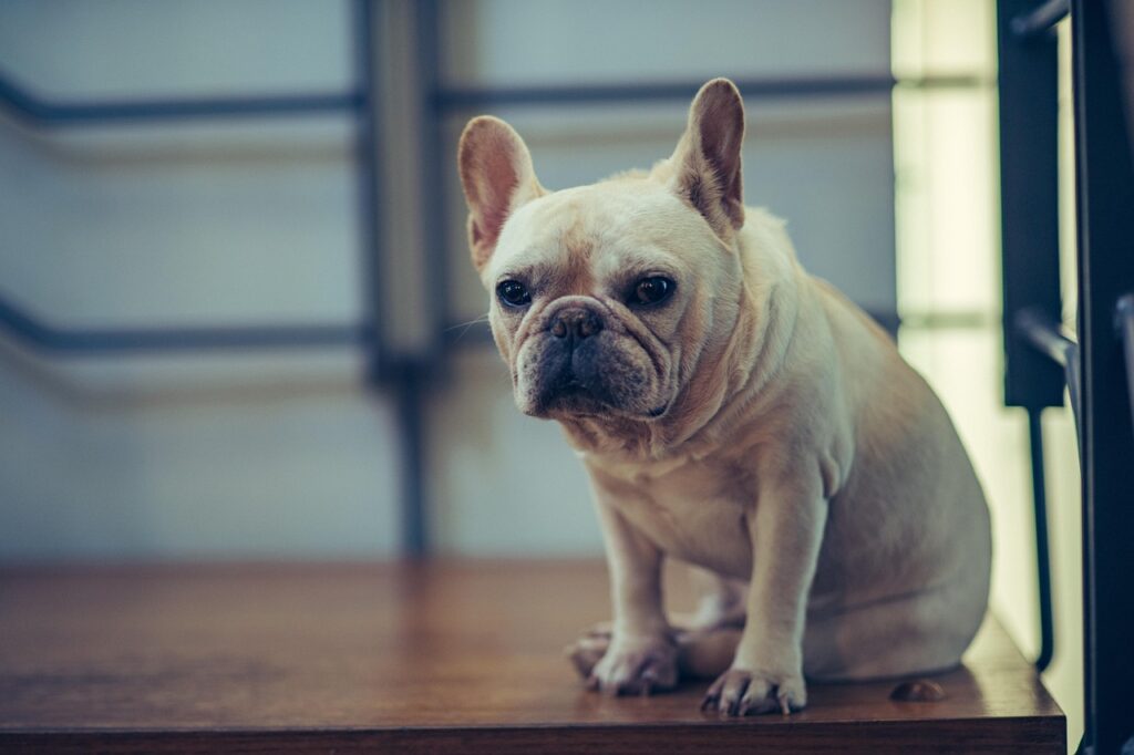 pet, animal, dog, french bulldog