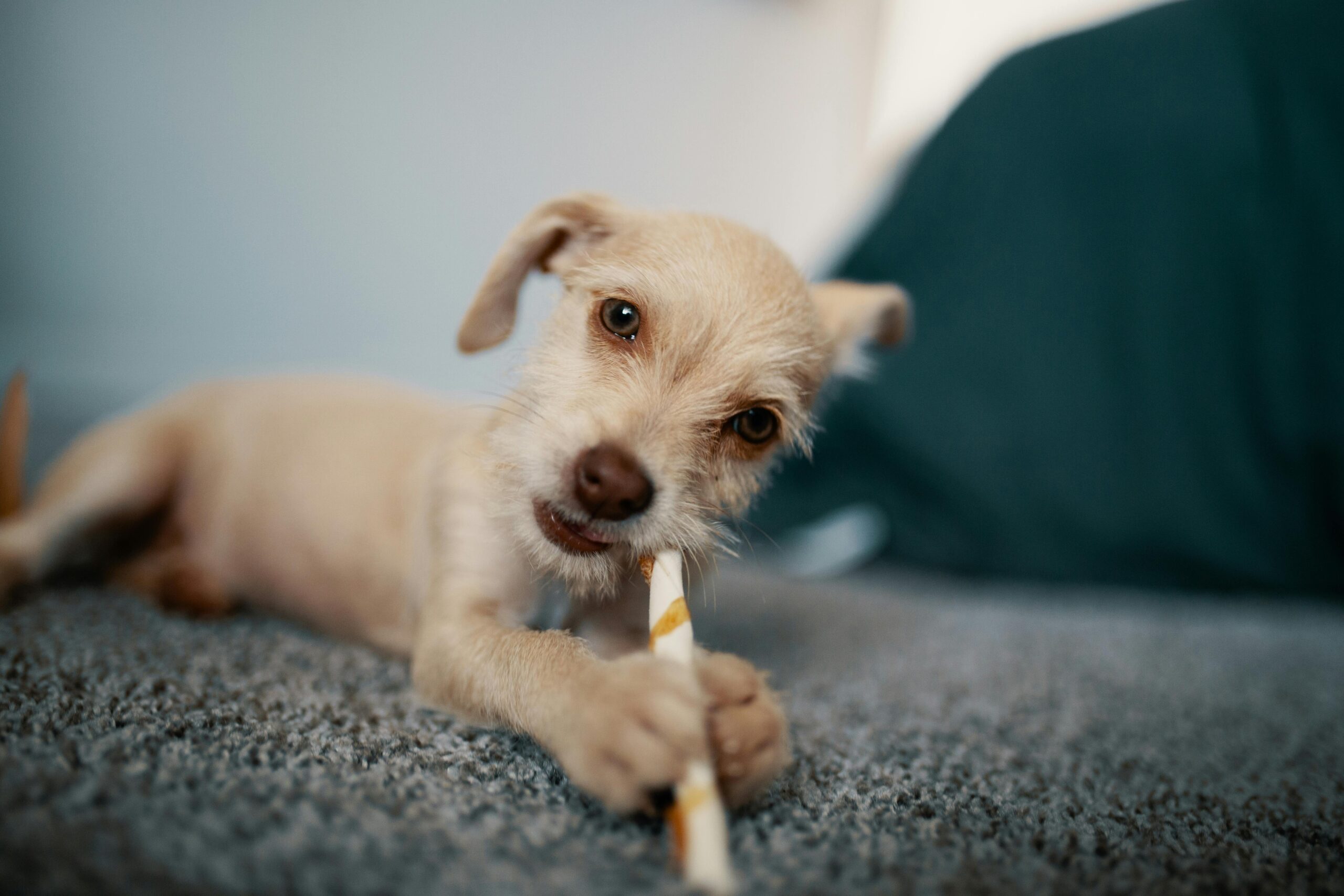 Cute puppy with playful expression chewing a stick indoors on a soft carpet.