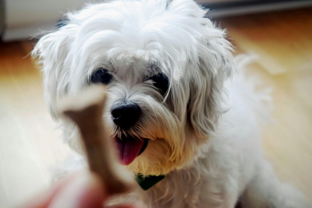 Cute white Shih Tzu dog indoors eagerly waiting for a bone-shaped treat, captured in natural light.