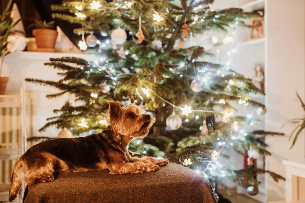 dog, pet, christmas, puppy, animal, domestic dog, nature, canine, mammal, cute, xmas, decoration, portrait