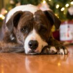 Cute dog lying on floor with festive Christmas tree background.