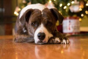 Cute dog lying on floor with festive Christmas tree background.