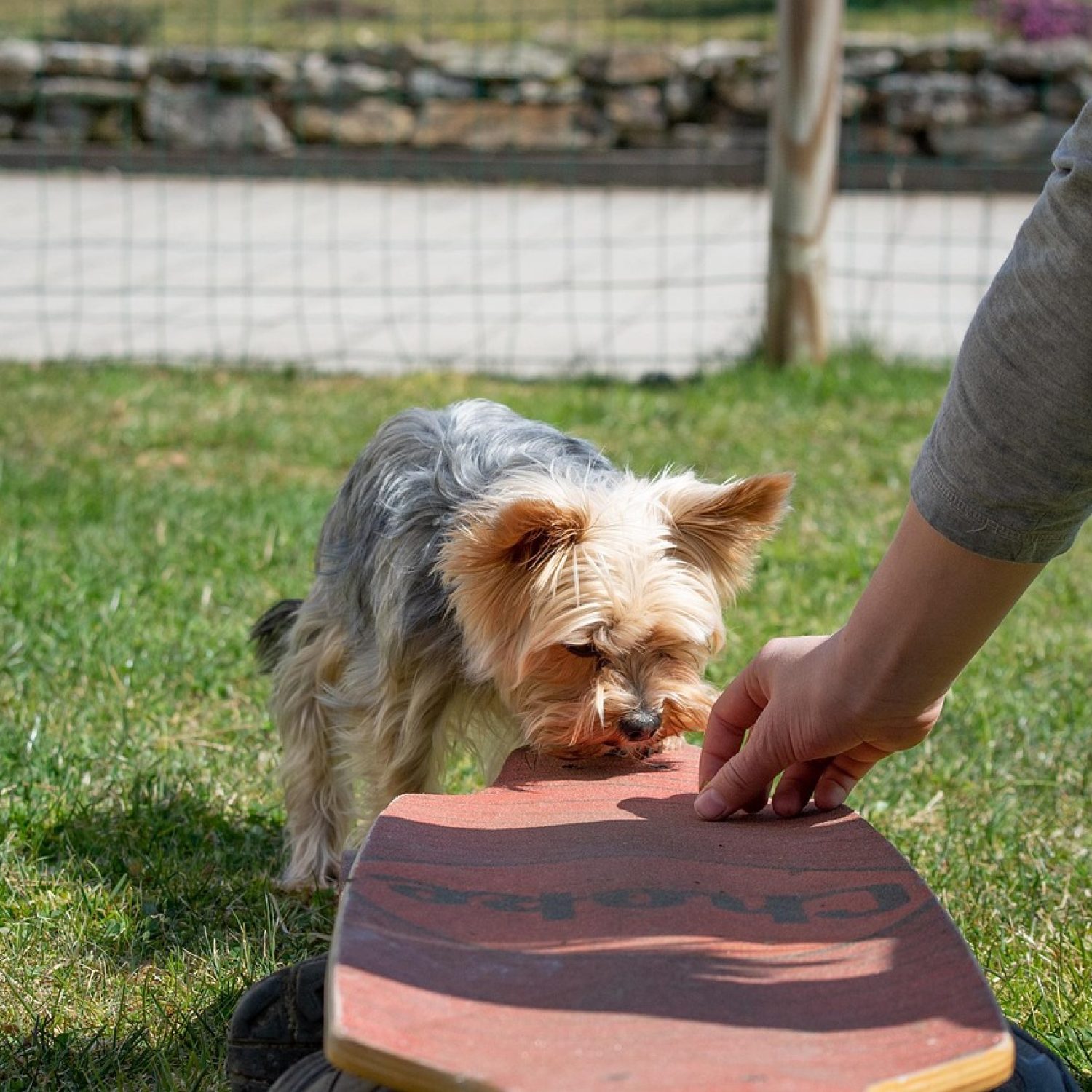dog, dog training, small, nature, small dog, yorkie, purebred dog, pet, cute, education, garden, animal, training, outdoors, attentive