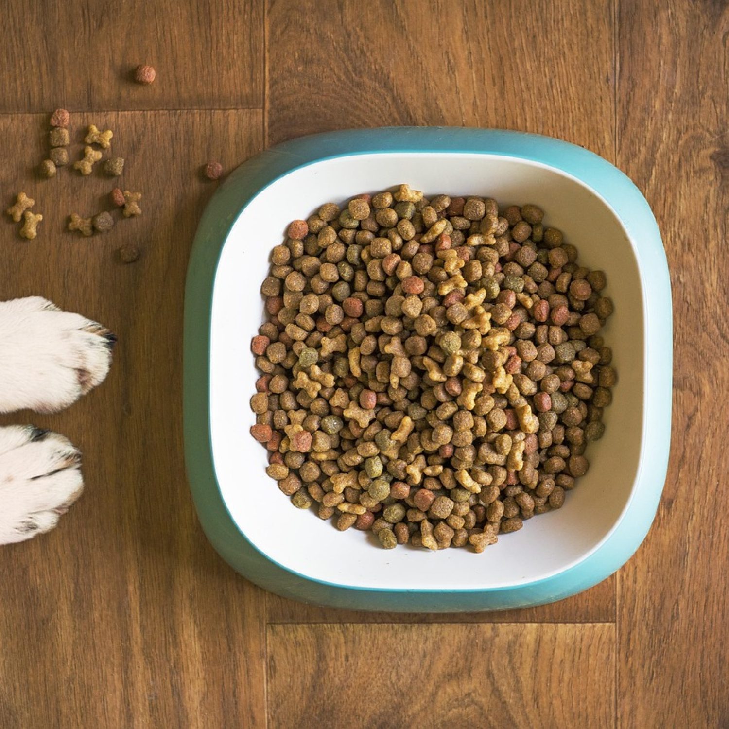 dog food, dog bowl, dog kibble, dry dog food, animal, paws, dog paws, dog food bowl, grain free dog food, dog treat, pet food, dog, pet, dog eating, dog feeding, dog stay, dog training, brown eating