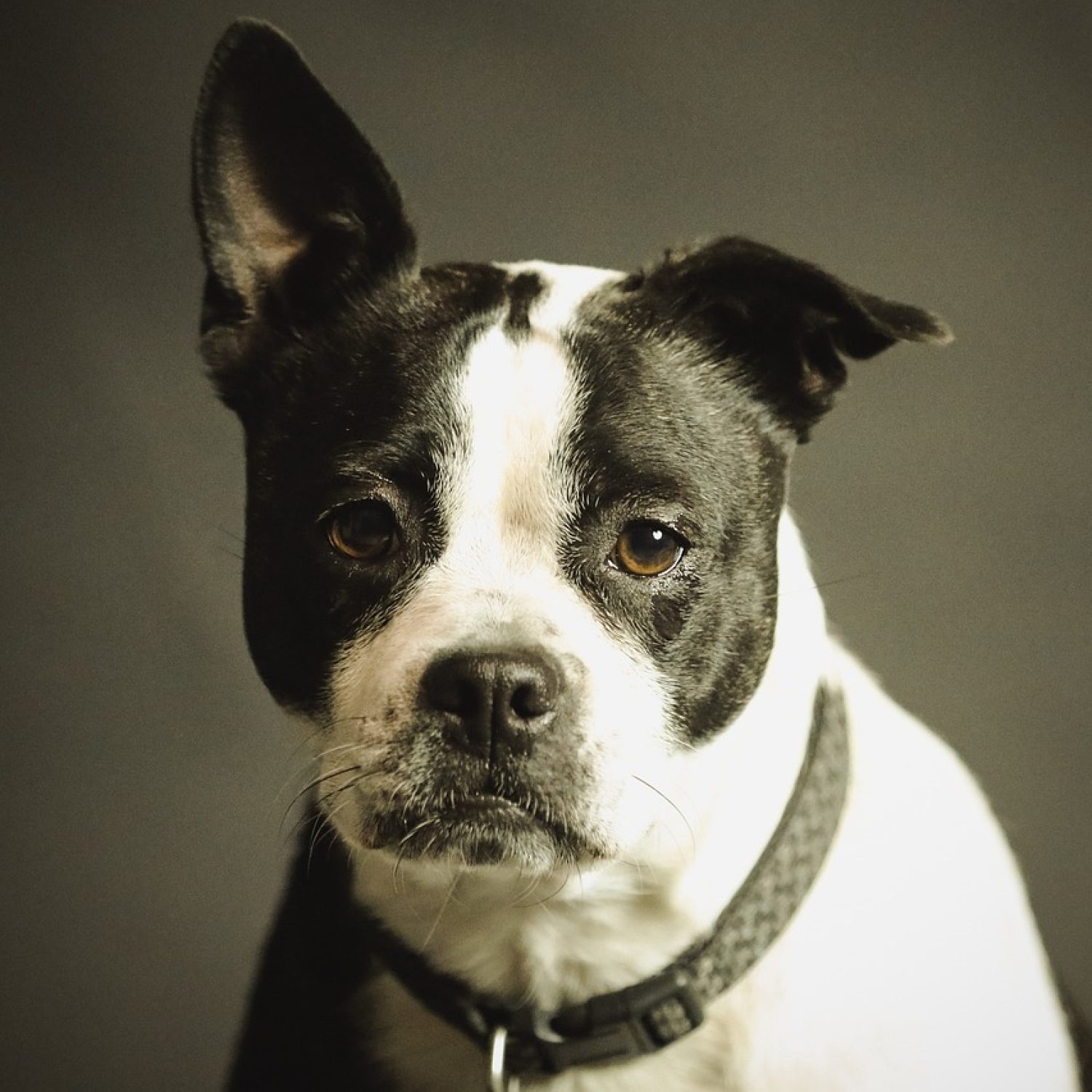 dog, pet, collar, dog collar, domestic, nature, domestic dog, black and white dog, canine, portrait, dog portrait, mammal, animal, purebred