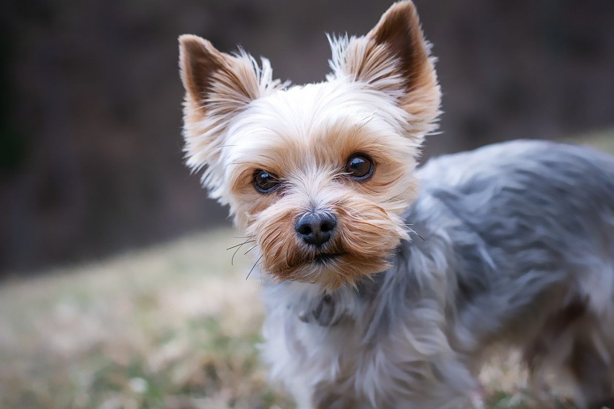 yorkshire terrier, dog, pet, yorkie, small dog, animal, domestic dog, purebred dog, nature, canine, mammal, cute, closeup, animal portrait
