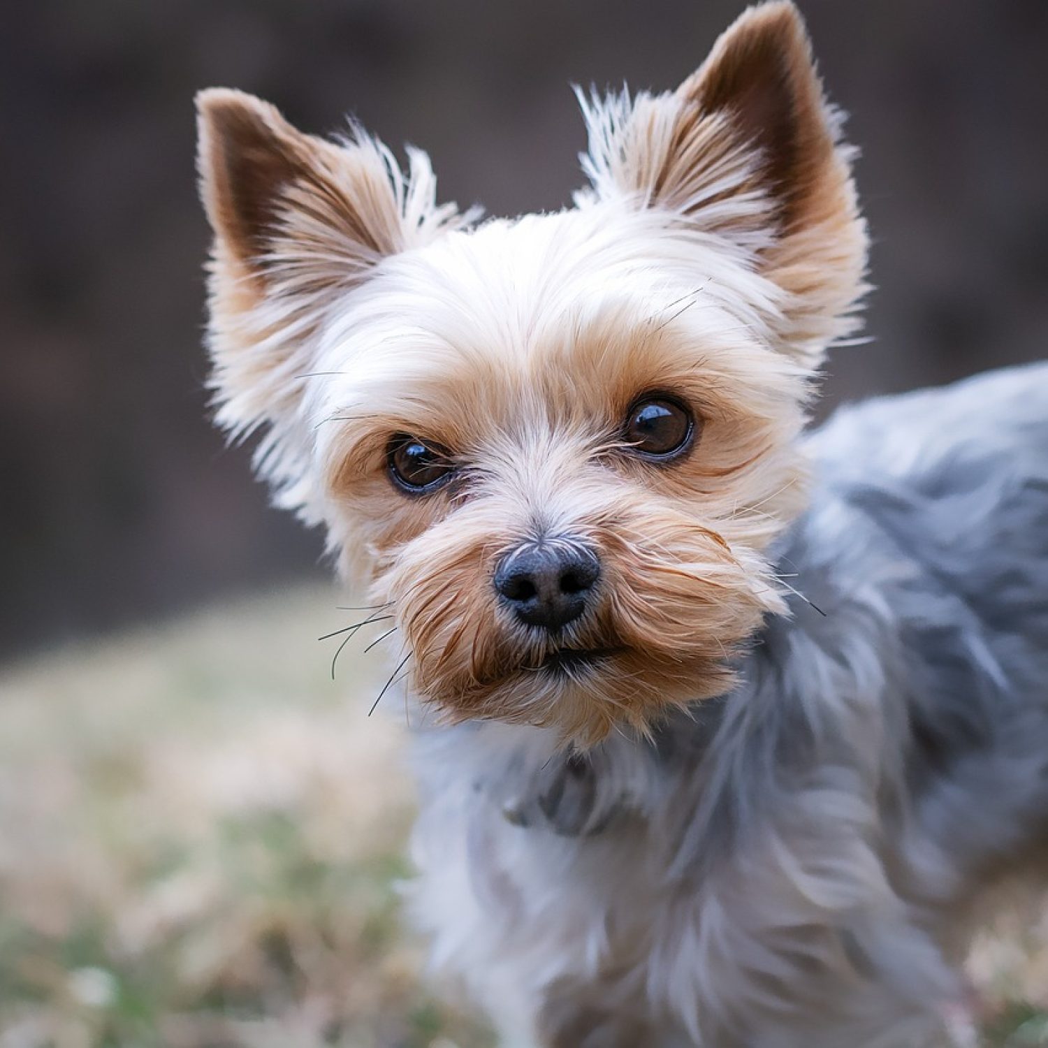 yorkshire terrier, dog, pet, yorkie, small dog, animal, domestic dog, purebred dog, nature, canine, mammal, cute, closeup, animal portrait
