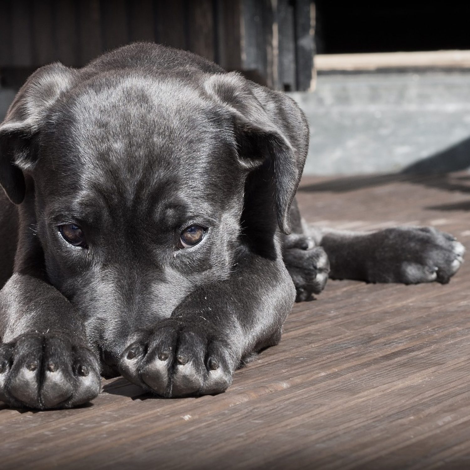 dog, puppy, pet, black dog, animal, pup, young dog, domestic dog, nature, canine, mammal, cute, adorable, portrait, dog portrait