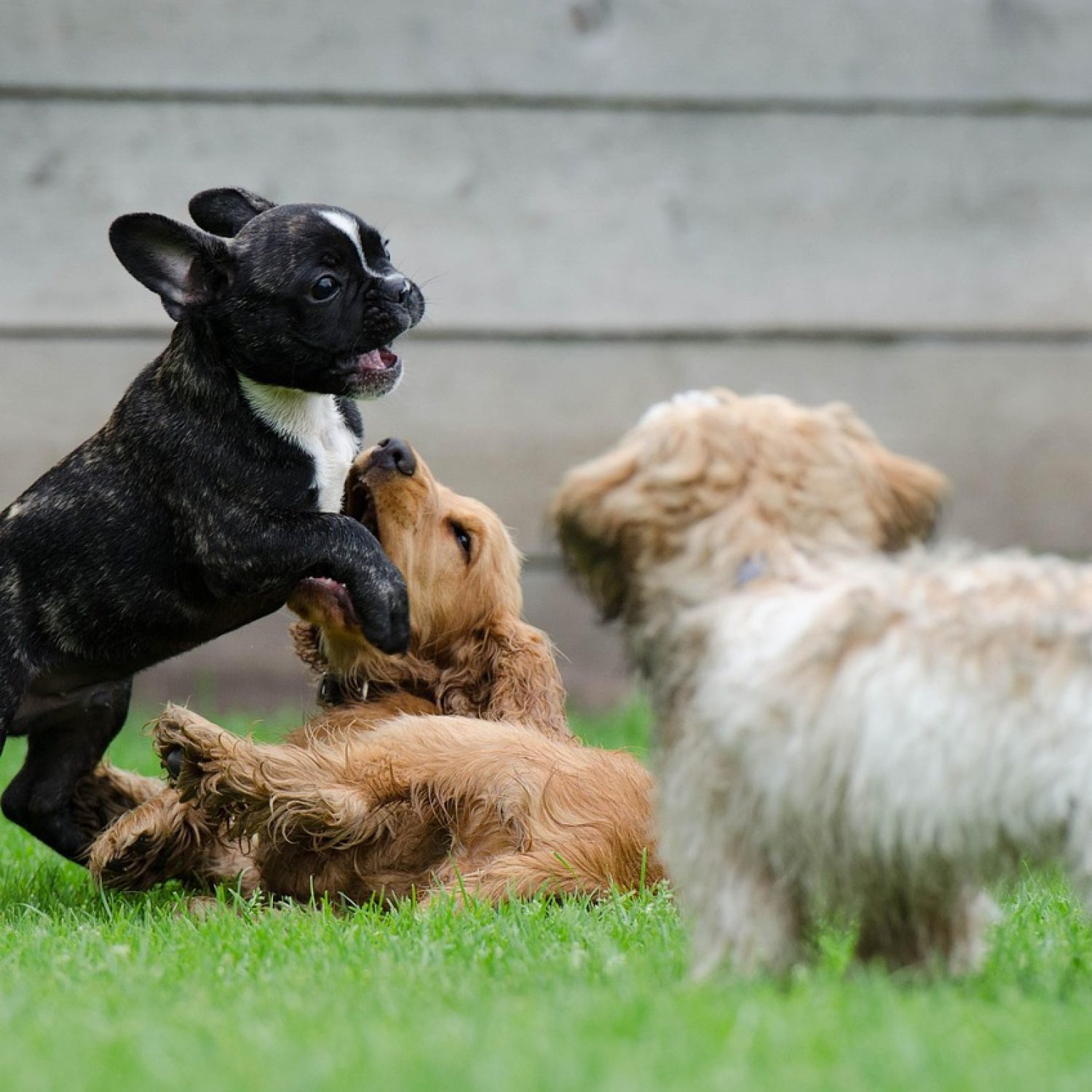playing puppies, young dogs, french bulldog, cocker spaniel, puppies, playing dogs, young dog, puppy, puppy group, cute, french bulldog, french bulldog, french bulldog, french bulldog, french bulldog, puppies, puppy