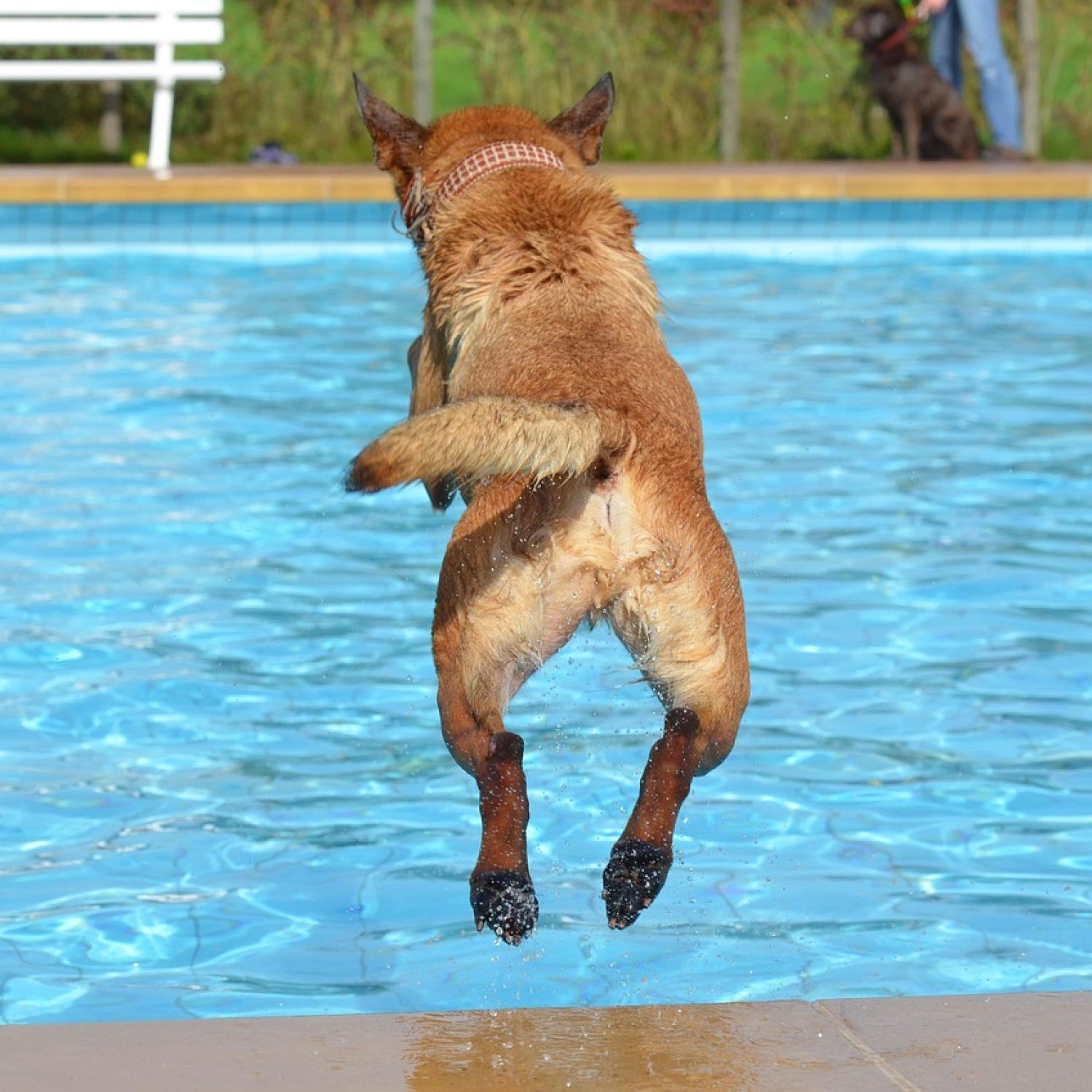 dog, outdoor pool, dog in the water, dog in the pool, nature, animal, pet, summer, malinois, belgian shepherd dog, jump into the water, swim, rude, water, leap, toy, motion recording