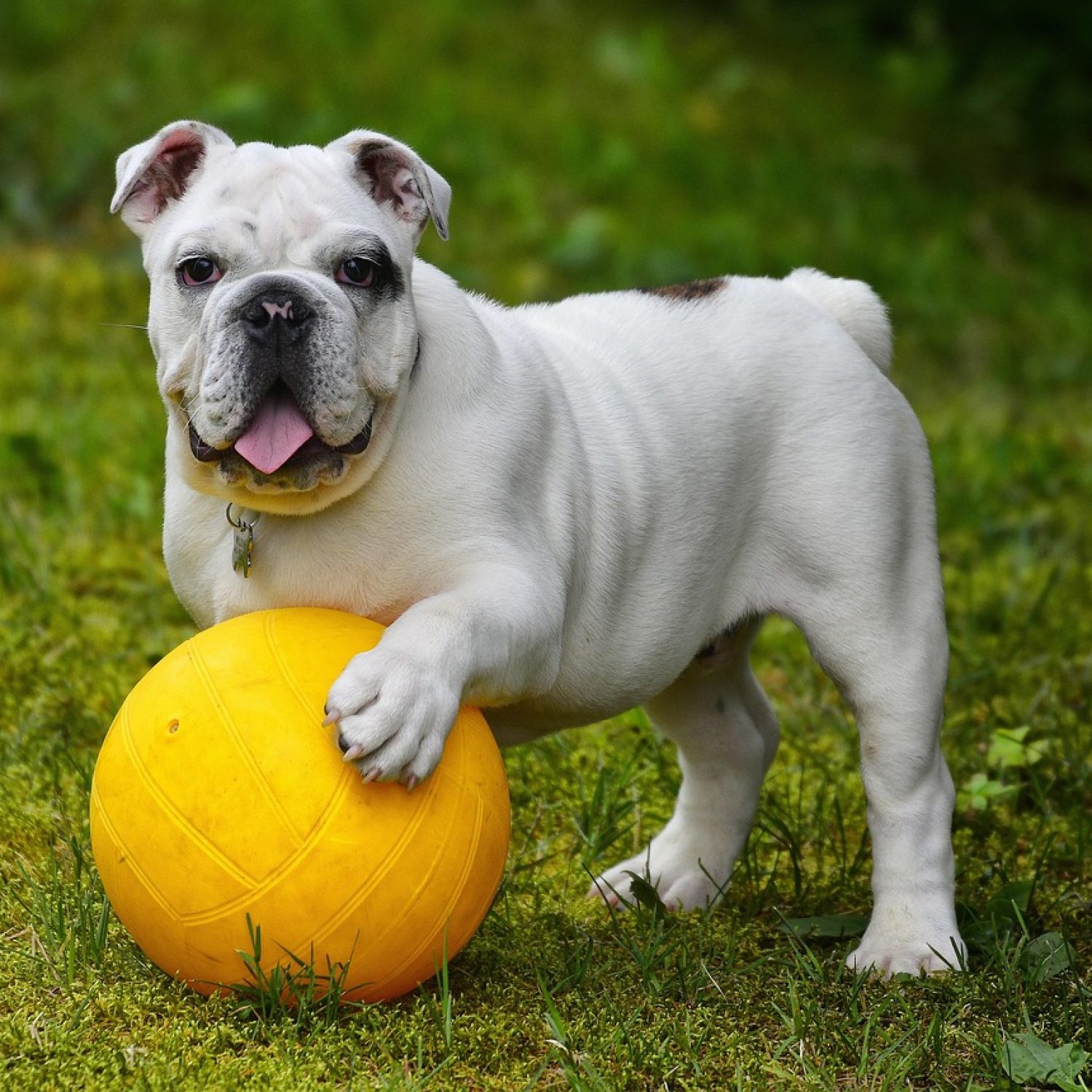 english bulldog, bulldog, ball, dog, pet, white dog, canine, nature, domestic, domestic dog, portrait, dog portrait, mammal, animal